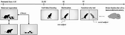 Maternal Separation Modifies the Activity of Social Processing Brain Nuclei Upon Social Novelty Exposure